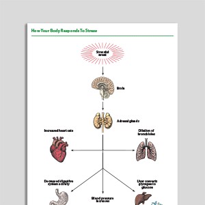 How Your Body Responds To Stress