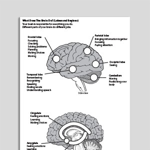 What Does The Brain Do? (Lobes and Regions)