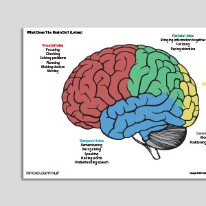 What Does The Brain Do? (Lobes)