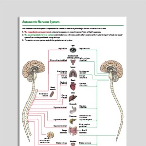 Autonomic Nervous System